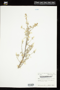 Image of Leucophyllum candidum