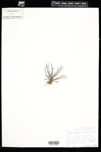 Limosella australis image