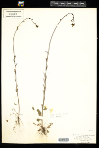 Nuttallanthus canadensis image