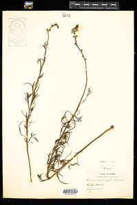 Nuttallanthus canadensis image