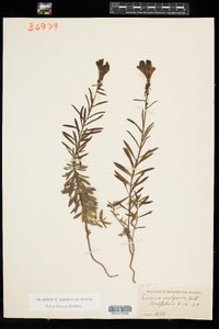 Linaria vulgaris image