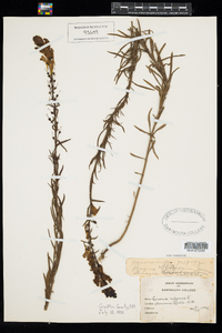 Linaria vulgaris image