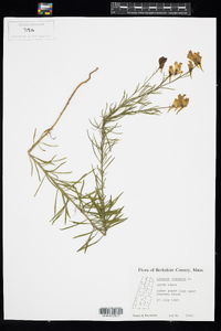 Linaria vulgaris image