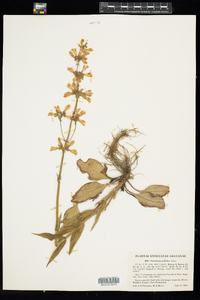 Penstemon pallidus image