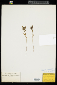 Rhinanthus minor ssp. groenlandicus image