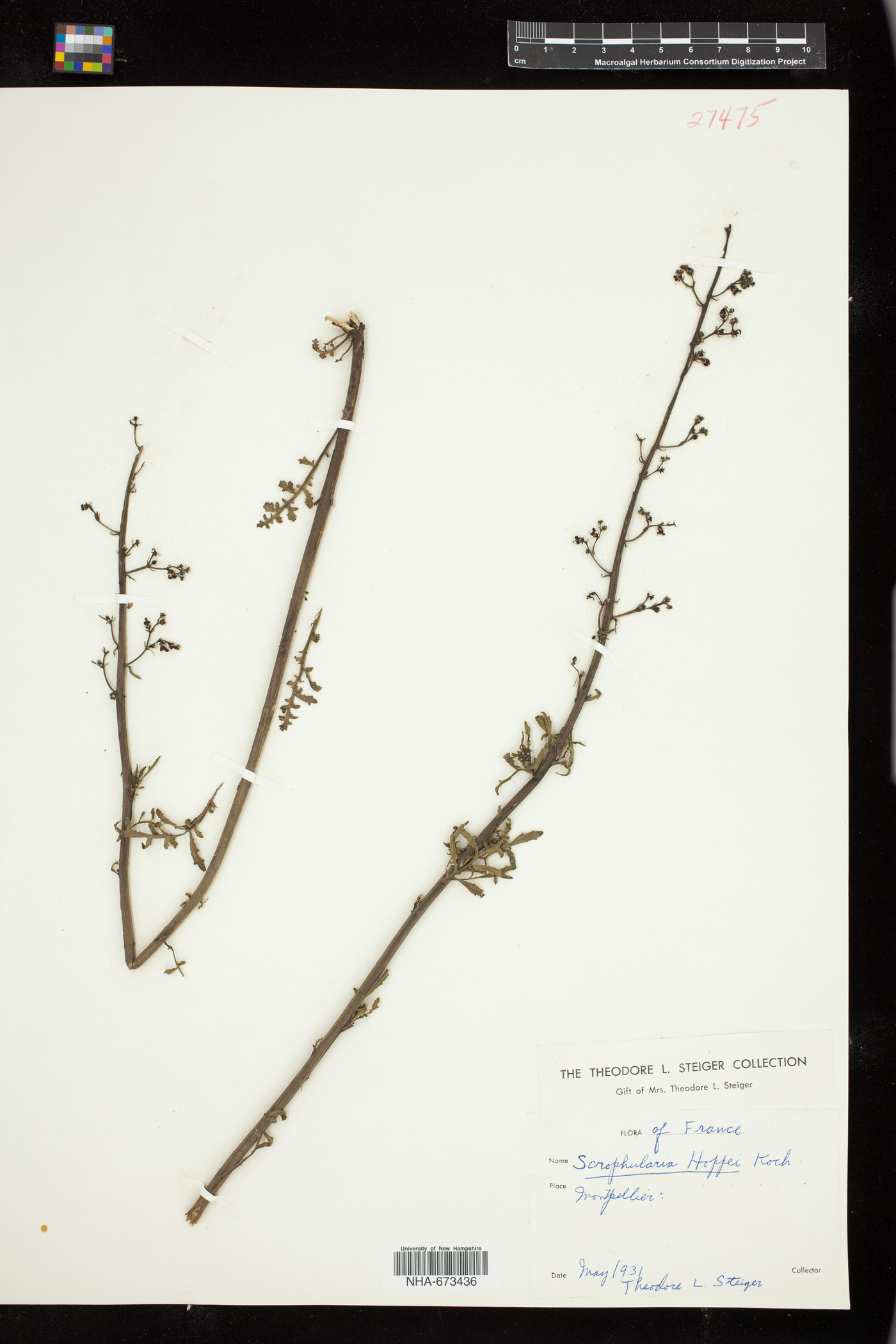 Scrophularia canina ssp. hoppii image