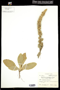 Verbascum thapsus image