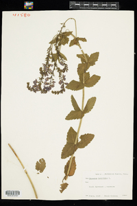 Veronica austriaca ssp. teucrium image