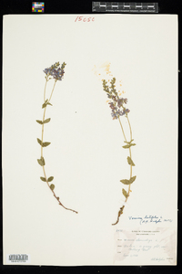 Veronica austriaca ssp. teucrium image