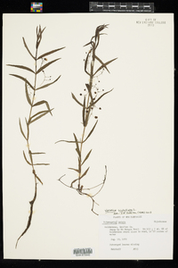 Veronica scutellata image