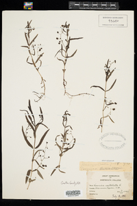 Veronica scutellata image