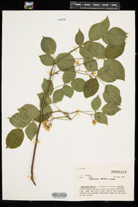 Staphylea trifolia image