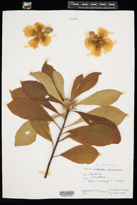 Image of Gordonia altamaha