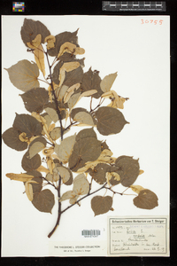 Tilia cordata image