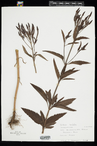 Verbena hastata image