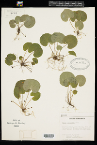 Viola renifolia image