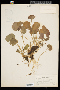 Viola renifolia image