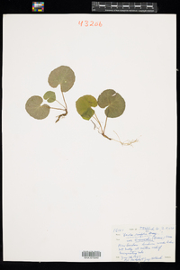 Viola renifolia image