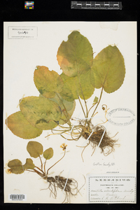 Viola rotundifolia image