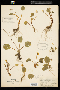 Viola rotundifolia image
