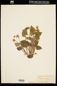 Viola sororia image