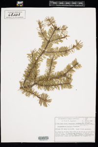 Image of Arceuthobium douglasii