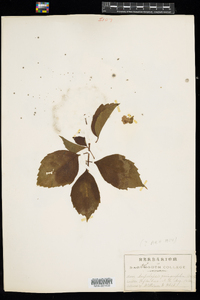 Parthenocissus quinquefolia image