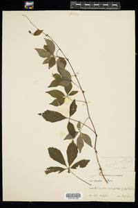 Parthenocissus vitacea image