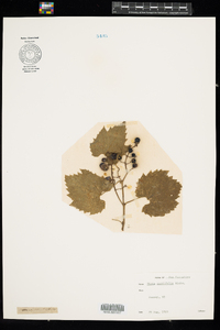 Vitis vulpina image