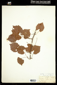 Vitis rotundifolia image