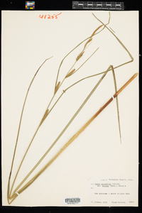 Carex aquatilis var. aquatilis image