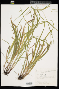 Carex arctata image