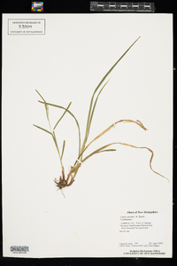 Carex arctata image