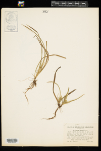 Carex backii image