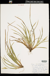 Carex backii image