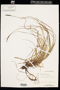 Carex bigelowii image