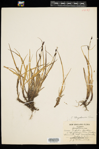 Carex bigelowii image