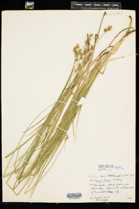 Carex brevior image