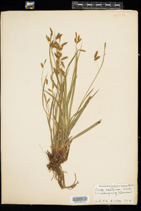 Carex castanea image