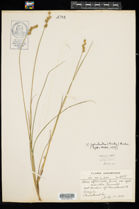 Carex echinata ssp. echinata image