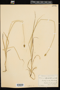 Carex cephalophora image