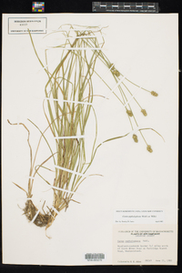 Carex cephalophora image