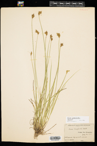 Carex crawfordii image