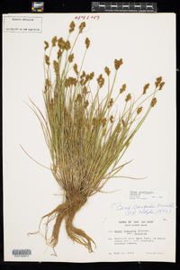 Carex crawfordii image