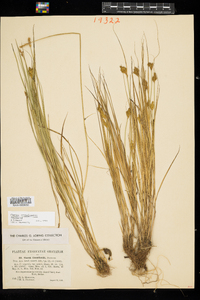 Carex crawfordii image