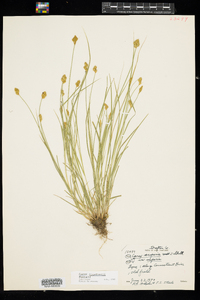 Carex crawfordii image