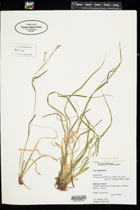 Carex debilis var. rudgei image