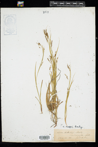 Carex debilis var. rudgei image