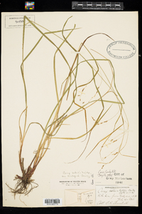 Carex debilis var. rudgei image