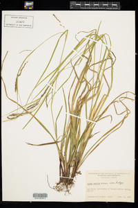 Carex debilis var. rudgei image